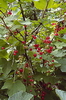 Johannisbeere rot, Frucht